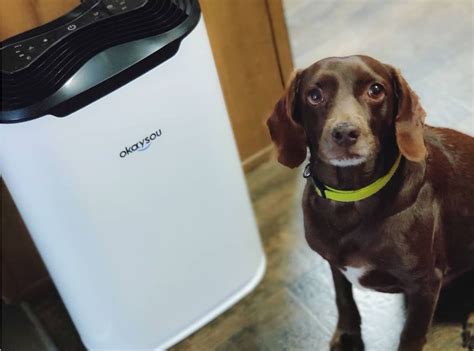 air purifier for dog hair