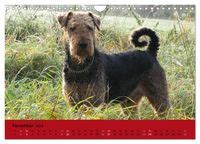 airedale terrier wandkalender 2016 quer Epub