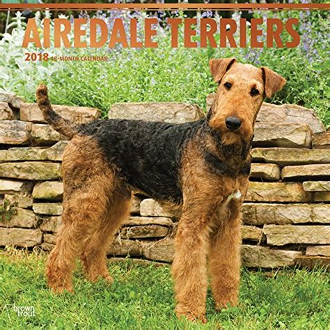 airedale terriers 2016 square 12x12 multilingual edition PDF