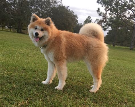 akita dog for sale