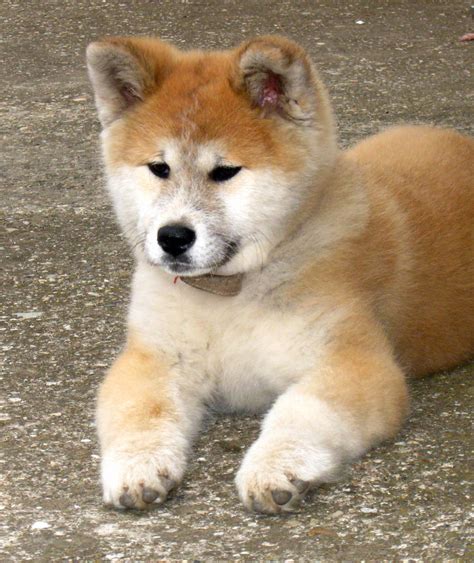 akita inu akita inu