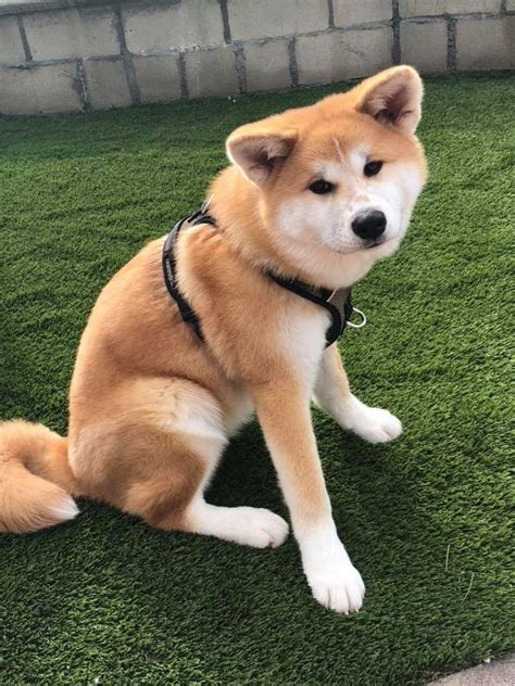 akita inu for sale