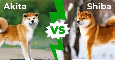 akita vs shiba inu