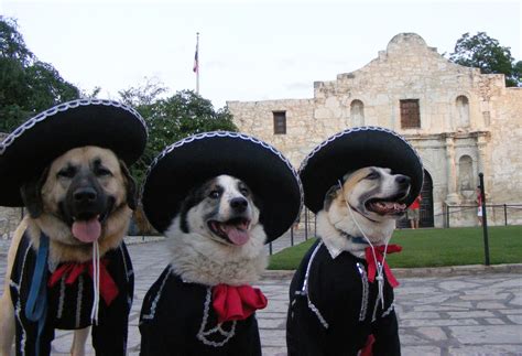 alamo cat and dog