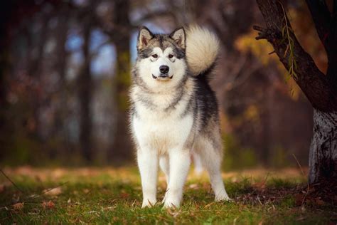 alaskan dog breeds