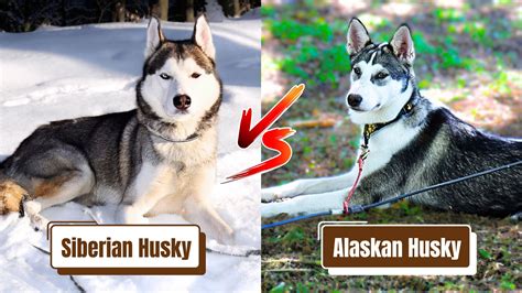 alaskan husky vs siberian