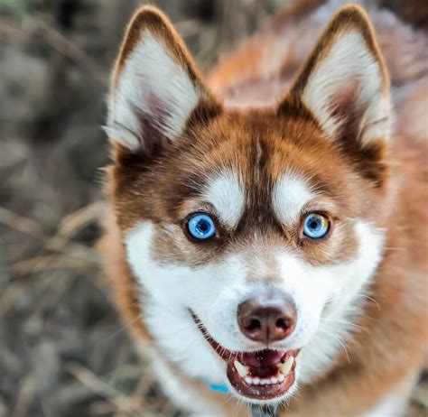 alaskan klee kai price