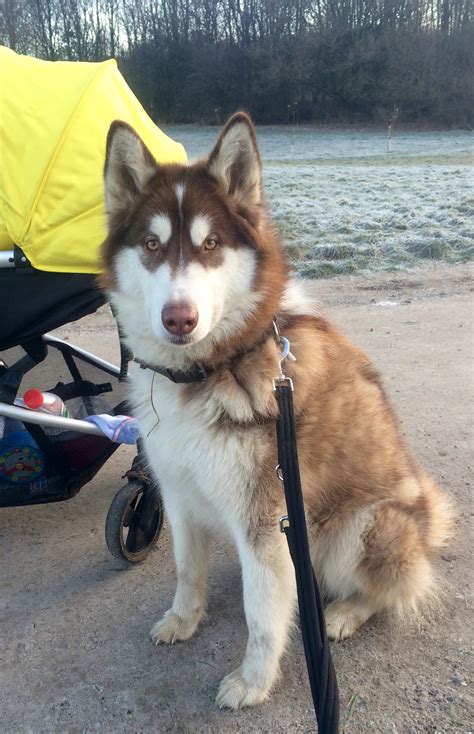 alaskan malamute cross husky