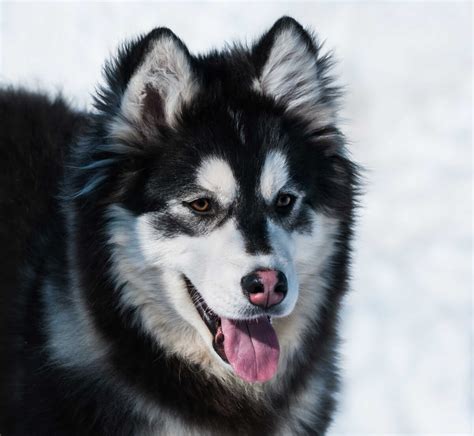 alaskan malamute siberian husky mix