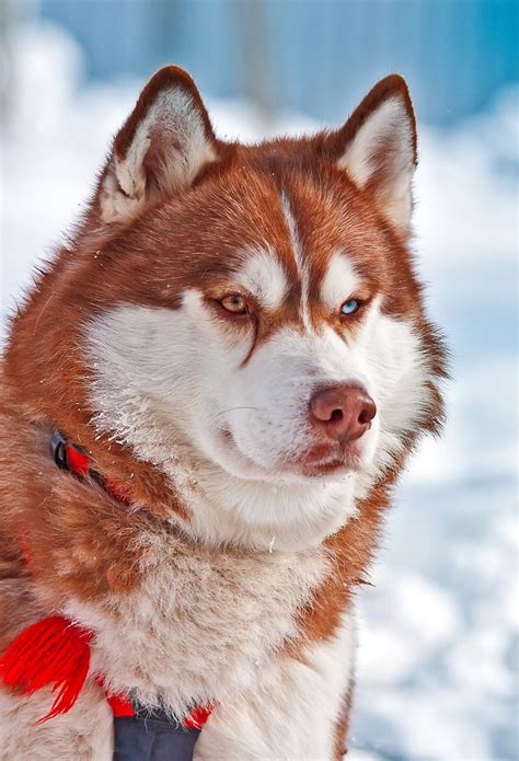 alaskan siberian husky puppies