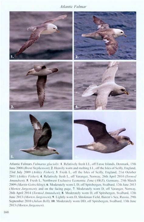 albatrosses fulmarine multimedia identification atlantic Kindle Editon