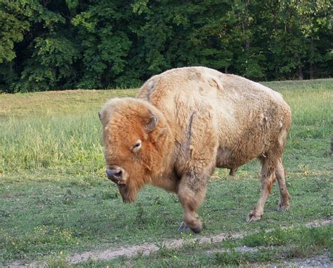 albino bull