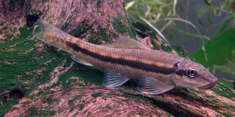 algae feeder fish