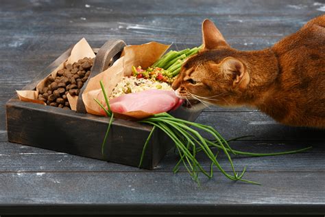 alimentacao natural para gatos