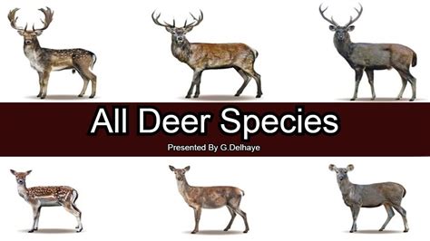 all about deer all about series Doc