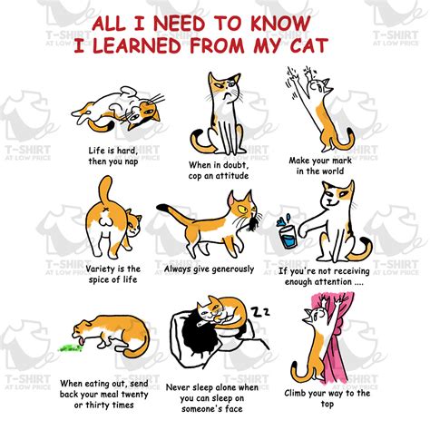 all i need to know i learned from my cat Reader