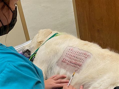 allergy testing on dogs