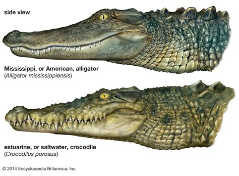 alligator or crocodile how do you know Epub