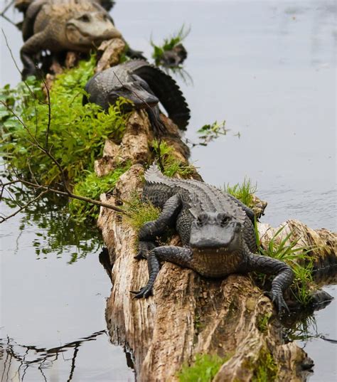 alligators in new orleans