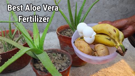 aloe fertilizer