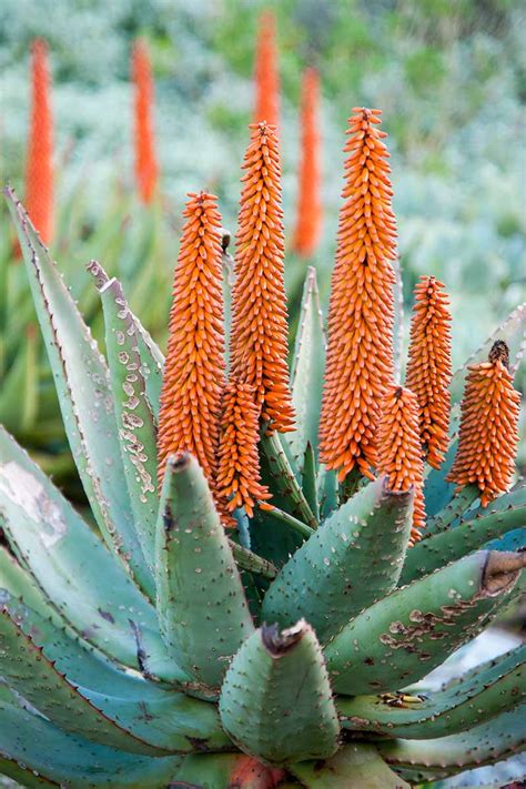 aloe flower