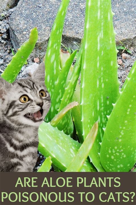 aloe plant cats