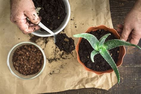 aloe vera fertilizer