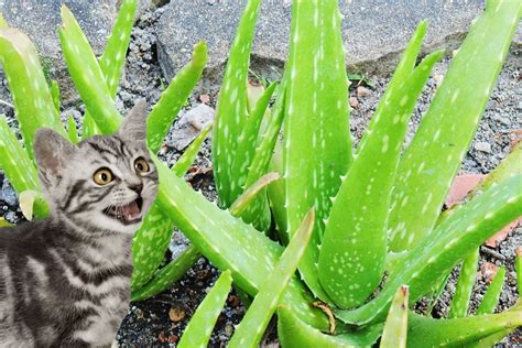 aloe vera toxic to cats