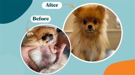 alopecia in dogs treatment