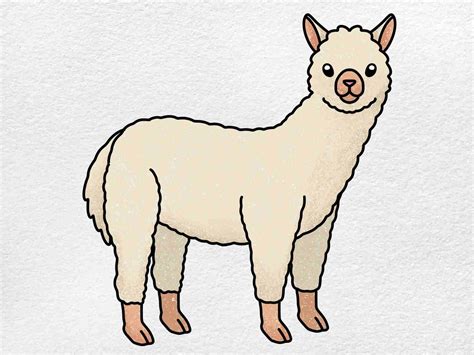 alpaca drawing