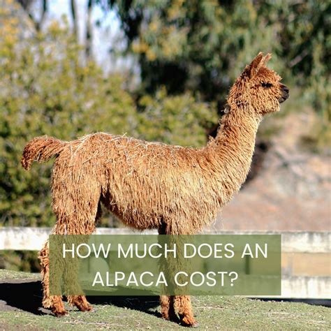 alpaca price