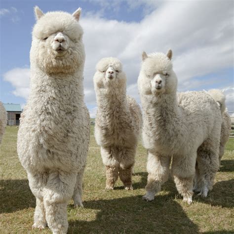 alpacas