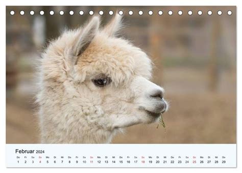 alpakas lamas tischkalender 2016 geburtstagskalender Reader