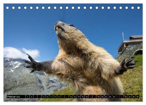 alpenmurmeltiere tischkalender 2016 quer monatskalender PDF