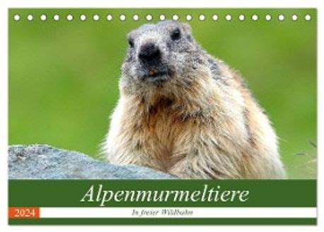 alpenmurmeltiere tischkalender 2016 quer monatskalender PDF