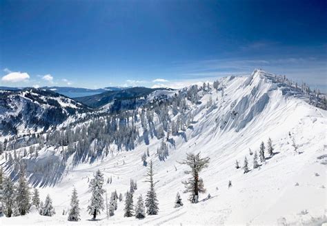 alpine meadows