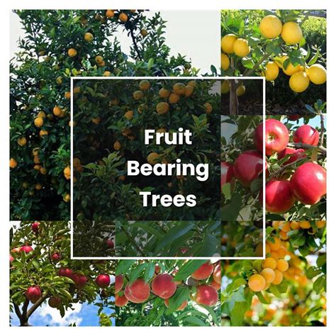 alternate fruit bearing of temperate fruit tree PDF