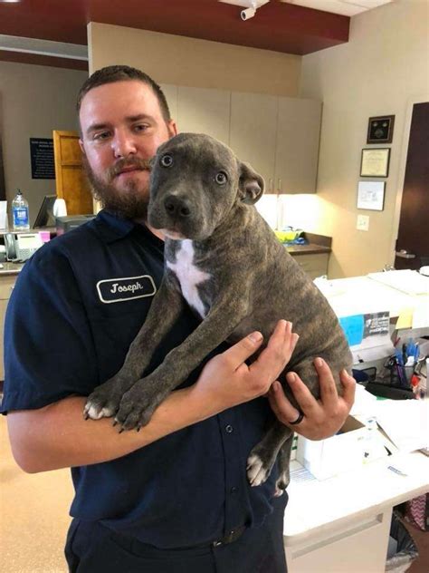 alvin animal adoption