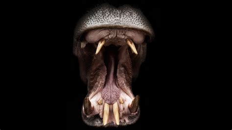 amazing animal tongues creature features Doc
