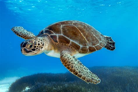 amazing animals sea turtles Reader