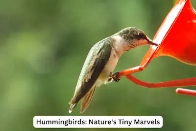 amazing hummingbirds unique images and characteristics Kindle Editon