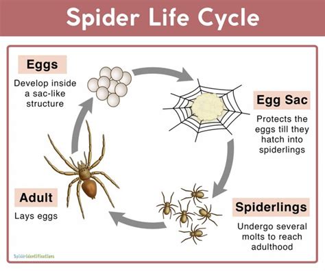 amazing insects and spiders amazing life cycles Doc