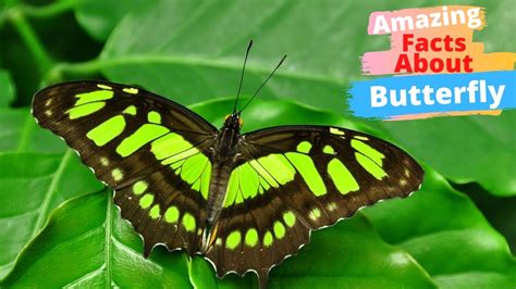 amazing pictures facts about butterflies Reader
