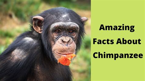 amazing pictures facts about chimps Reader