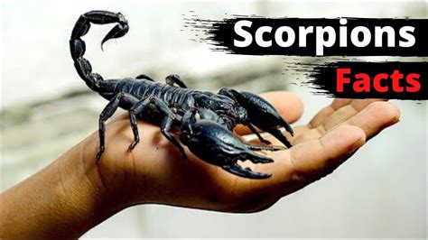 amazing pictures facts about scorpions Doc