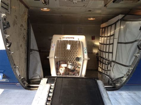 american airlines pet cargo Doc