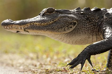 american alligator ancient predator in the modern world Reader