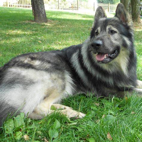 american alsatian