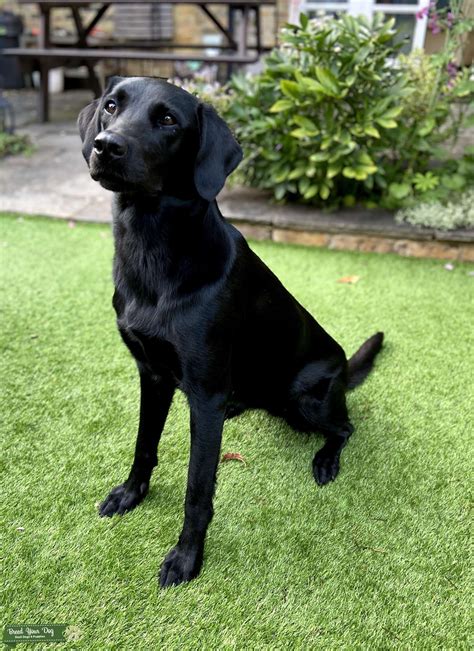 american black labrador