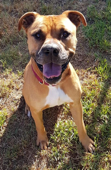 american bull boxer mix